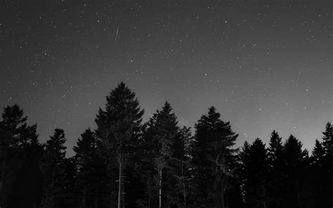 Royalty-Free photo: Landscape photography of pine trees during night time | PickPik