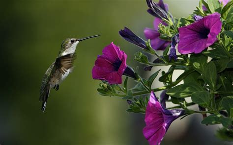 Free Hummingbird Wallpapers - Wallpaper Cave