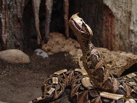 Gaboon Viper Facts and Pictures | Reptile Fact