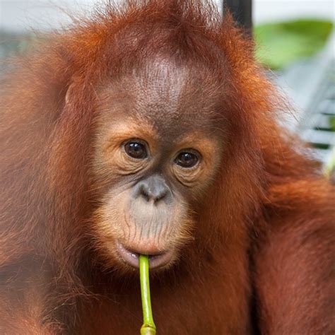 Adopt an Orangutan - The Orangutan Project