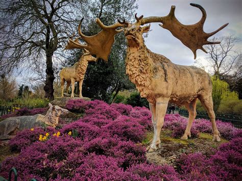 Irish Elk, Crystal Palace park | Irish Elk group - Megalocer… | Flickr