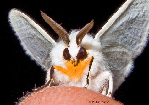 Agreeable Tiger Moth Spilosoma congrua Walker, 1855 | Butterflies and ...