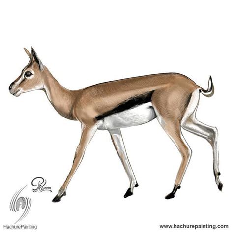 Gazelle Drawing at PaintingValley.com | Explore collection of Gazelle Drawing