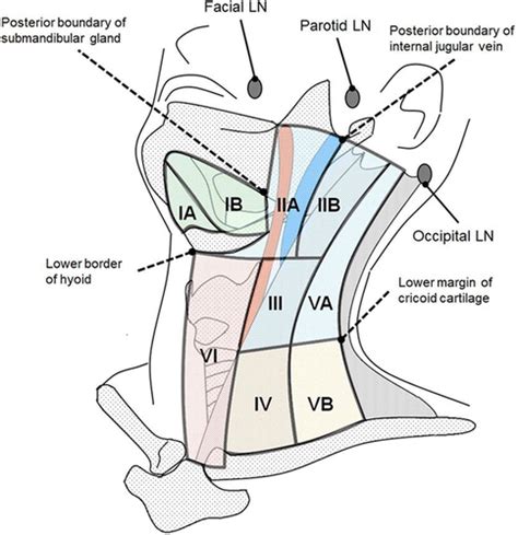 Jugular Lymph Nodes