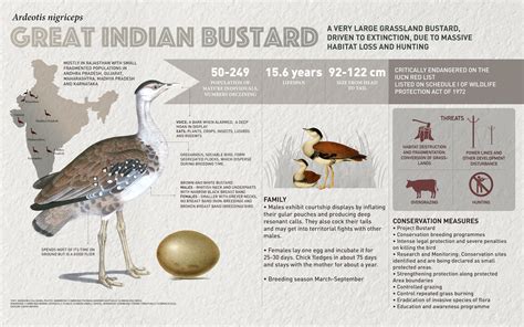 Great Indian Bustard | RoundGlass | Sustain