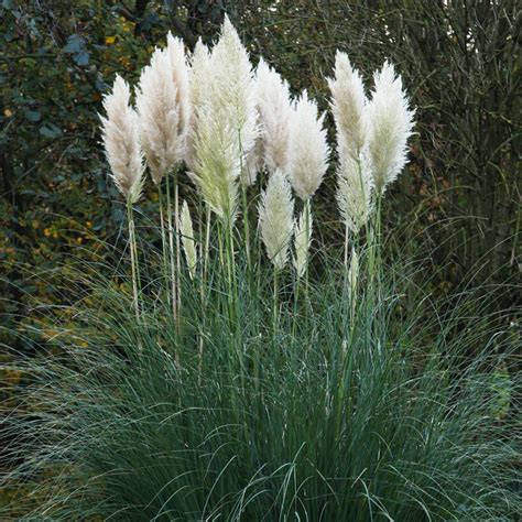 Pampas grass (Cortaderia selloana) | Tooth Mountain Nursery