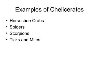 Subphylum Chelicerata Examples