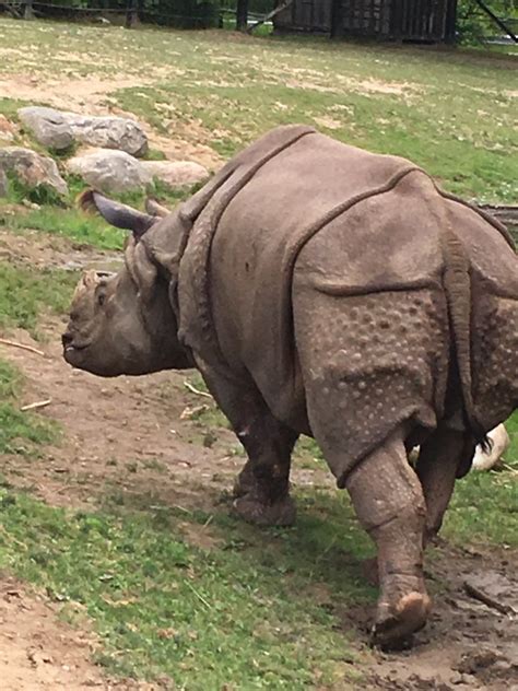 Greater One-Horned Rhino - ZooChat