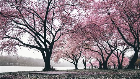 Cherry Blossom Tree Wallpaper 4k