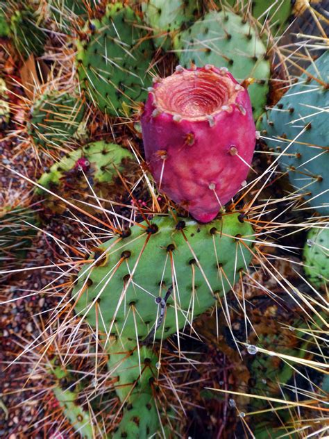 Prickly Pear Cactus Free Stock Photo - Public Domain Pictures