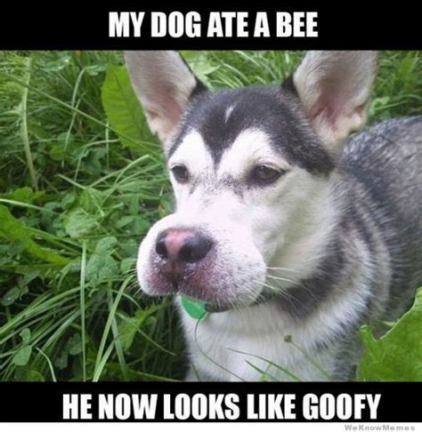 Dog Eats Bees - Arrow Termite & Pest Control