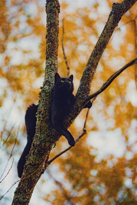 Look at this black cat in a pumpkin for my cake day! : r/blackcats