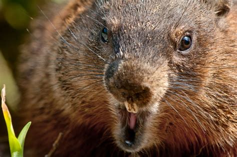 Is it Really Wise to Keep Groundhogs as Pets? - Pet Ponder