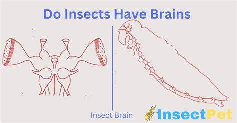 Do Insects have Brains - Insect Brain Anatomy - InsectPet