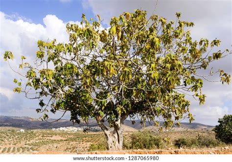 Israel Negev Lone Fig Tree Stock Photo 1287065980 | Shutterstock