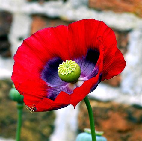 Opium Poppy Flower - Free photo on Pixabay - Pixabay