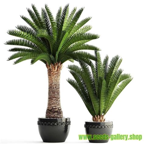 Canary Island Date Palm Seeds (Phoenix canariensis) - Price €2.75