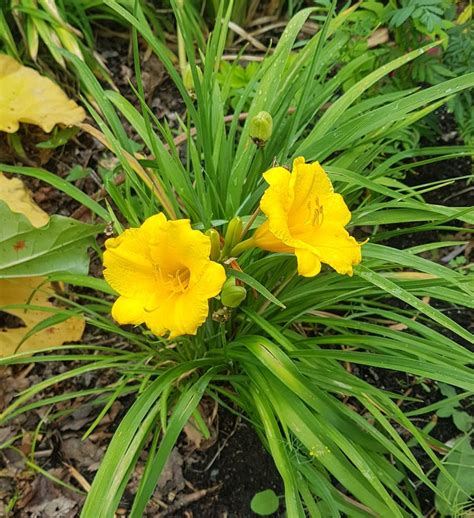 Dwarf Daylilies – Assorted – 2 gallon – Urban Seedling