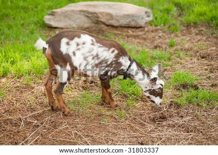 Brown And White Pygmy Goat In Field Stock Photo 31803337 : Shutterstock