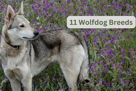 11 Best Wolf Dog Breeds - PetHelpful