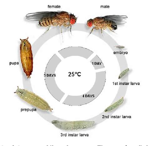 Fruit Fly Life Cycle Stages