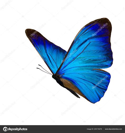 Prints Blue Morpho Butterfly Blue butterfly Butterfly picture Wall ...