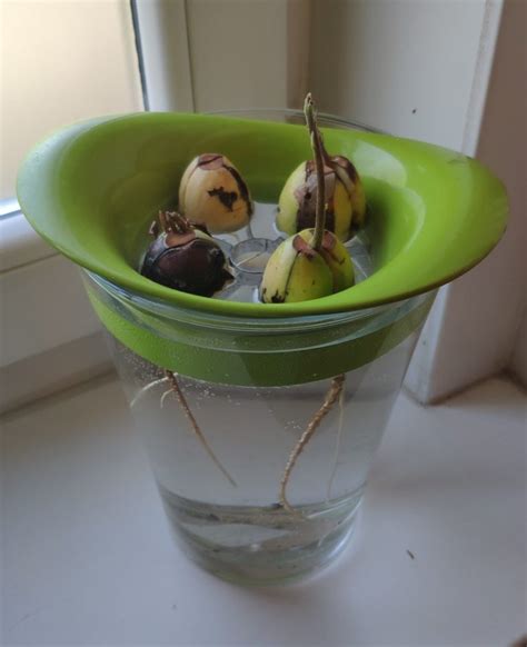 Avocado seed sprouting system with 2 IKEA items