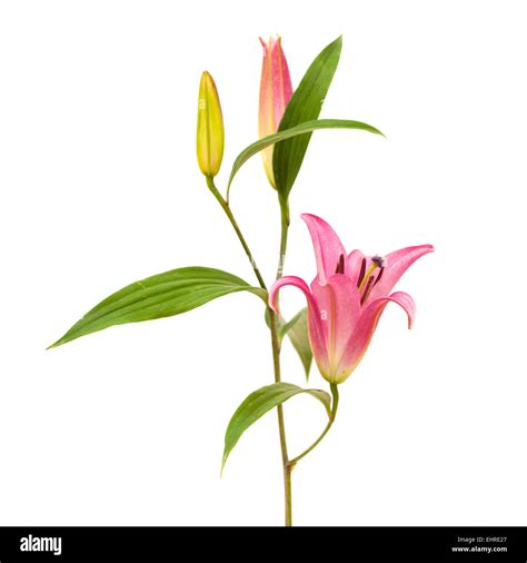 pink lily single flower stalk isolated on white background Stock Photo - Alamy