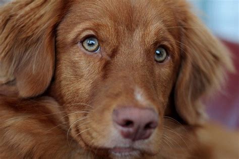 Dogs With Green Eyes - The Rarest Colour In The Canine World