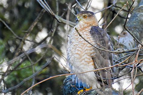 Hawks & Flocks: Predators at Bird Feeders - Birdseed & Binoculars