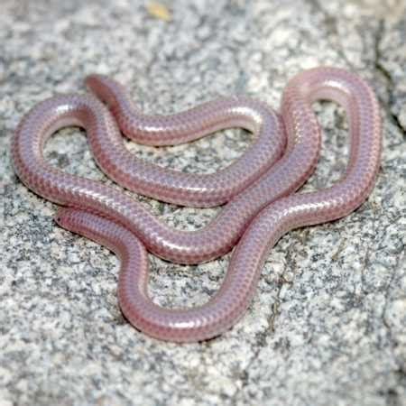 Western Blind Snake Facts and Pictures