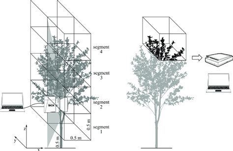 Reconstruction of the tree crown on the principle of measurement with... | Download Scientific ...