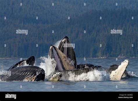 Baleen whale eating krill hi-res stock photography and images - Alamy