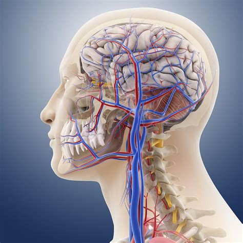 Head And Neck Anatomy, Artwork Photograph by Science Photo Library