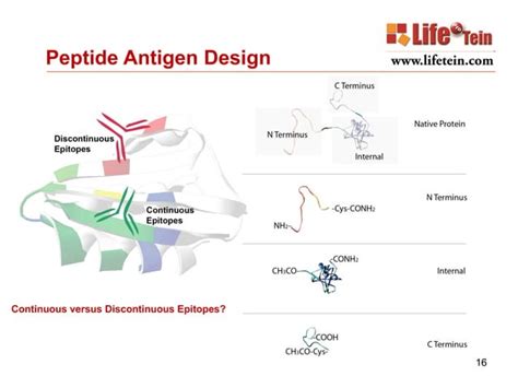 Custom peptide synthesis services