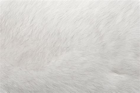 323 Polar Fox Fur Texture Stock Photos - Free & Royalty-Free Stock Photos from Dreamstime