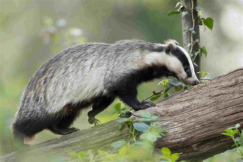 Asian Badger Facts: Profile, Traits, Behavior, Diet, Range - Mammal Age