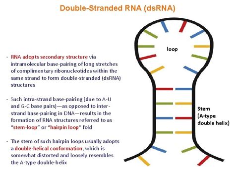 [ベスト] double stranded rna structure 415858-Segmented double-stranded rna viruses structure and ...