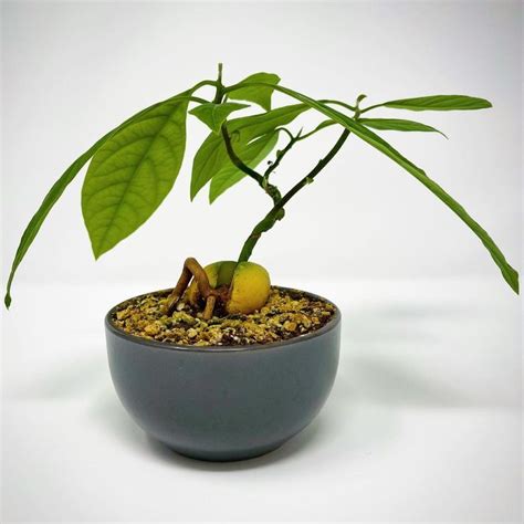 Incredible avocado bonsai tree