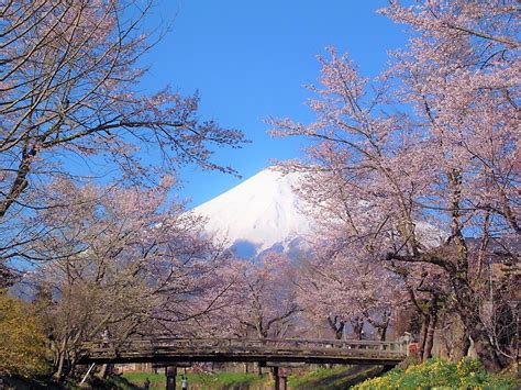 5 Best Cherry Blossom Spots around Mt Fuji - Japan Web Magazine