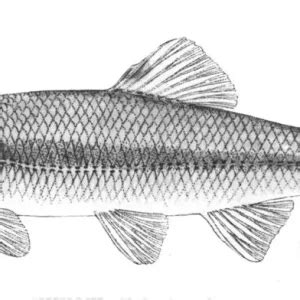 Bluntnose minnow - Facts, Diet, Habitat & Pictures on Animalia.bio