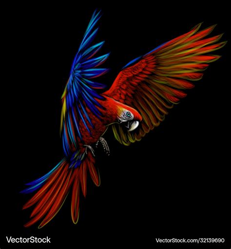 Macaw Flying Drawing