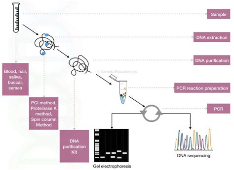 DNA Fingerprinting- Definition, Steps, Methods and Applications