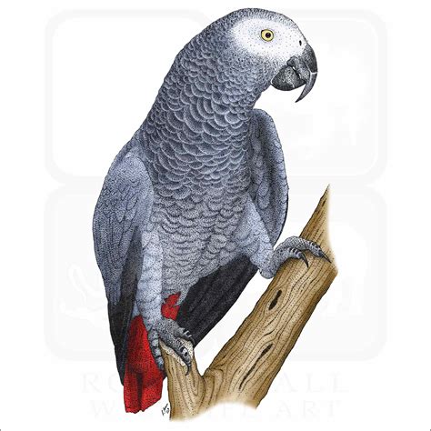 African Grey Parrot Everything You Need To Know About, 45% OFF