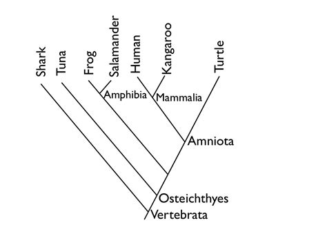 Diagraming Evolution, or How to read a Cladogram | Paleocave Blog