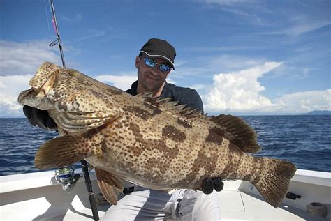 Snapper Vs Grouper - Top 5+ Comprehensive Guidesouachitaadventures.com