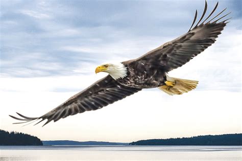 Eagles and the Genius of Bird Flight | Key Peninsula News