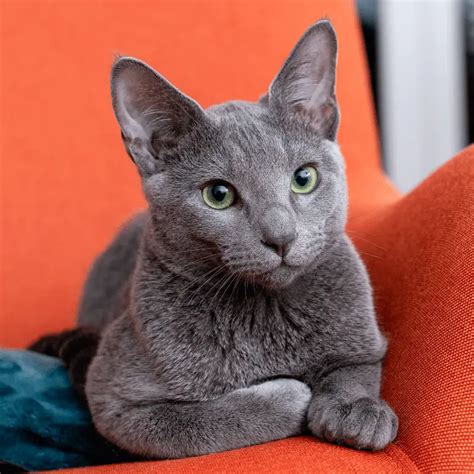 Are Russian Blue Cats Hypoallergenic? - Petrapedia