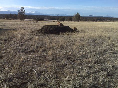 Pig on Compost - The Great American Egg