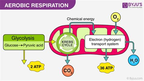 Aerobic And Anaerobic Respiration - Major Differences